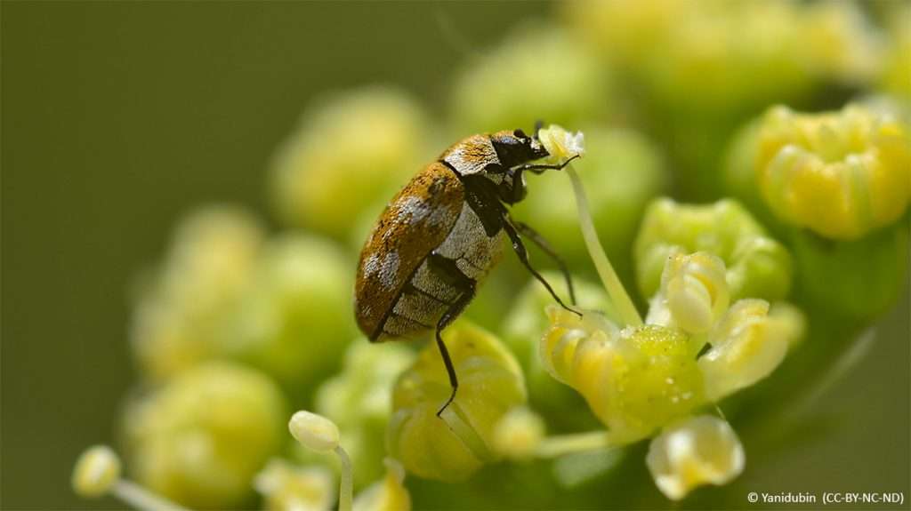 varied-carpet-beetle