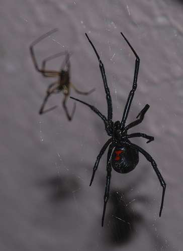 western black widow-spider