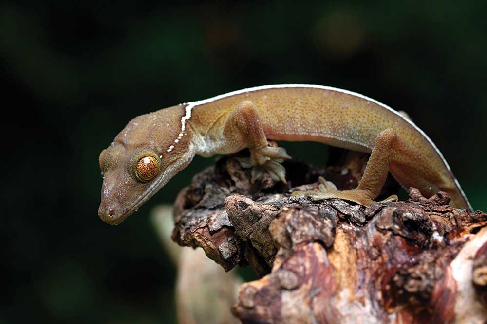 white-lined-gecko