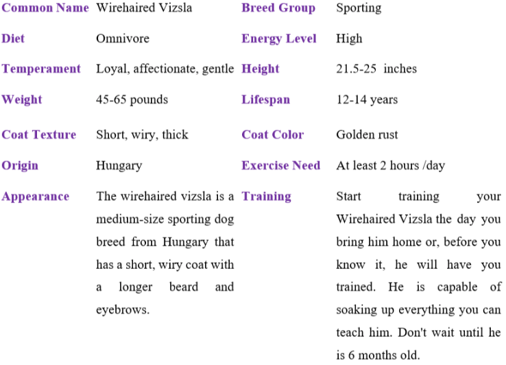 wirehaired vizsla table