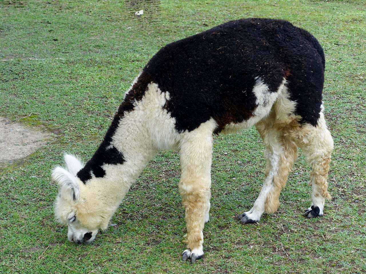 wooly llama