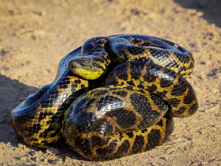 yellow-anaconda