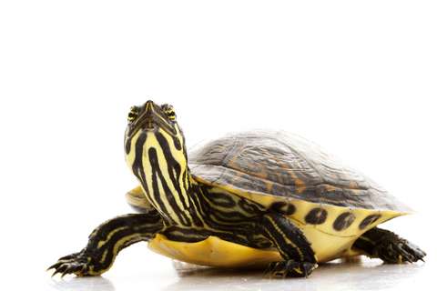 yellow-bellied-slider turtle