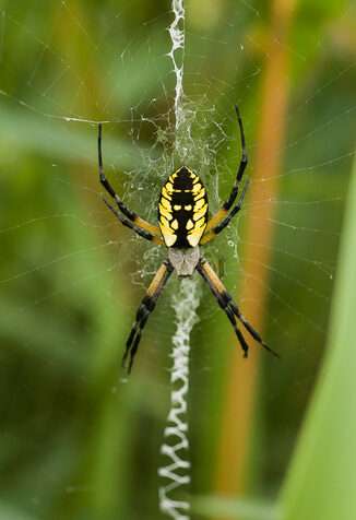yellow-garden-spider