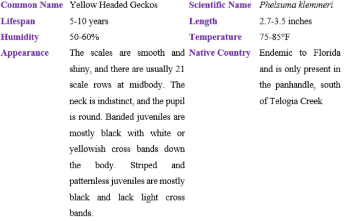 yellow headed gecko table