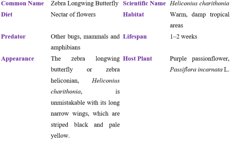 zebra long wing butterfly table