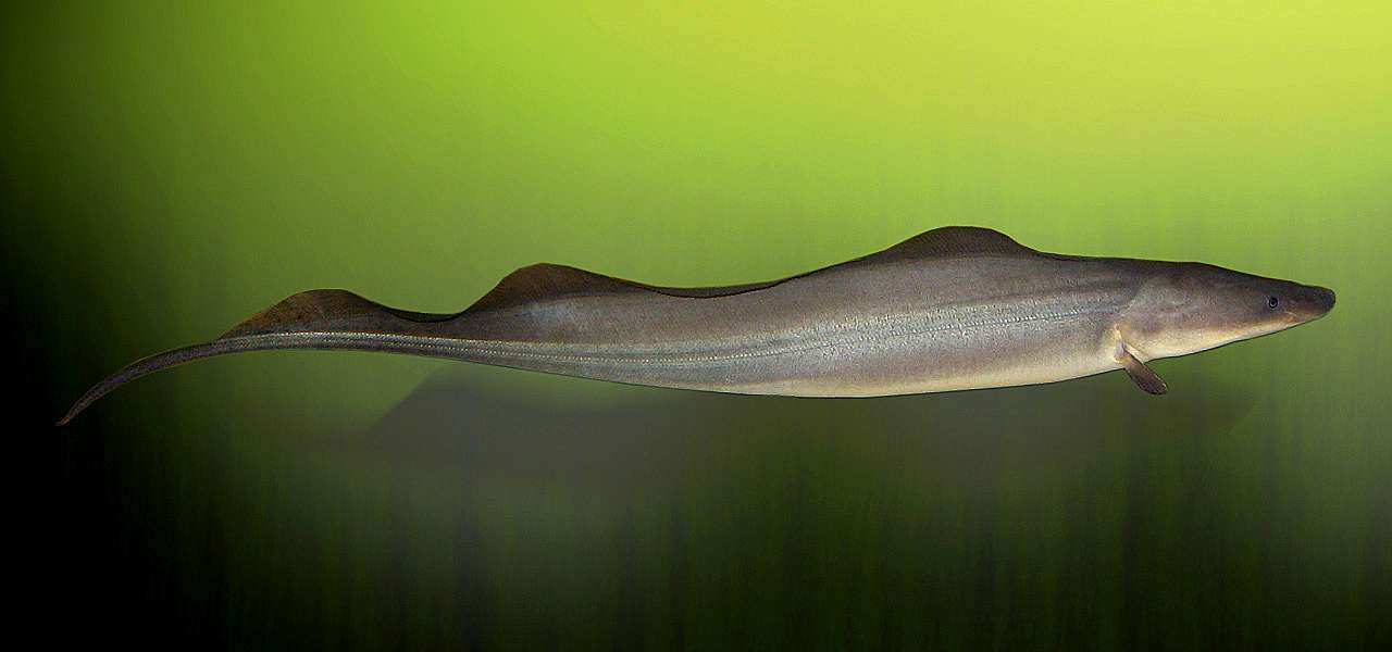 Aba-Knife-Fish (1)