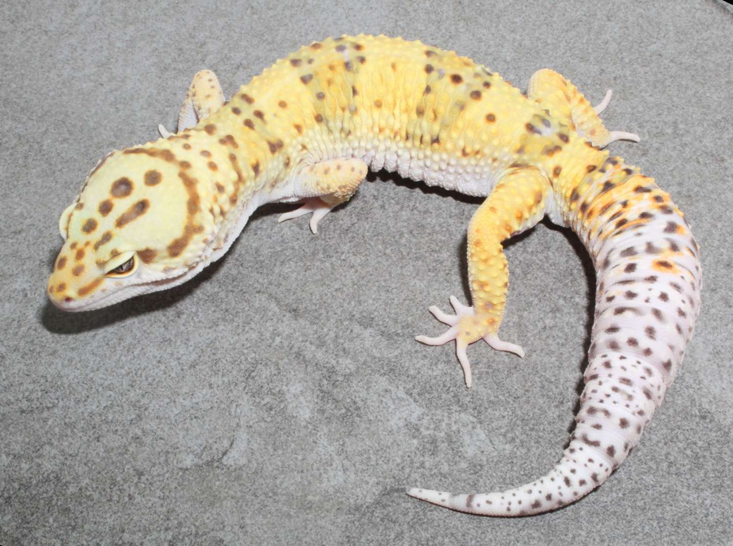 Abyssinian-Leopard Gecko