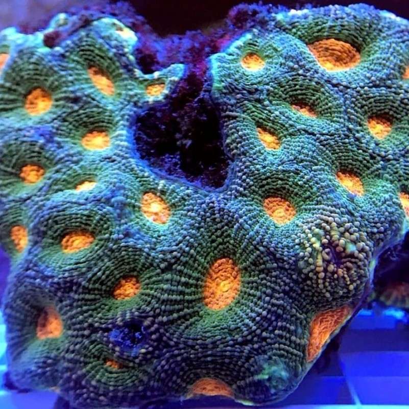 Acan Echinata