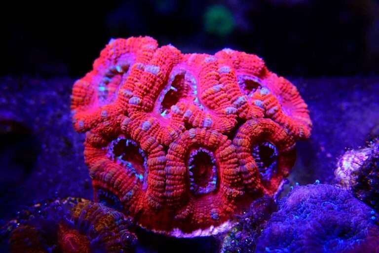 Acan Lord pic