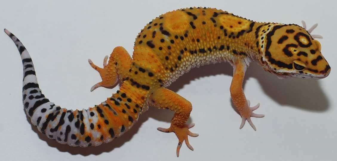 Afghan Tangerine Leopard Gecko