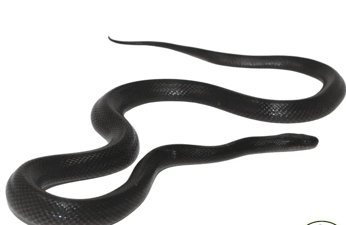 African Black House Snake