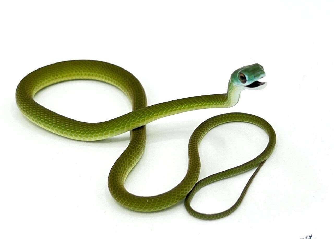 African Green-Bush Snake