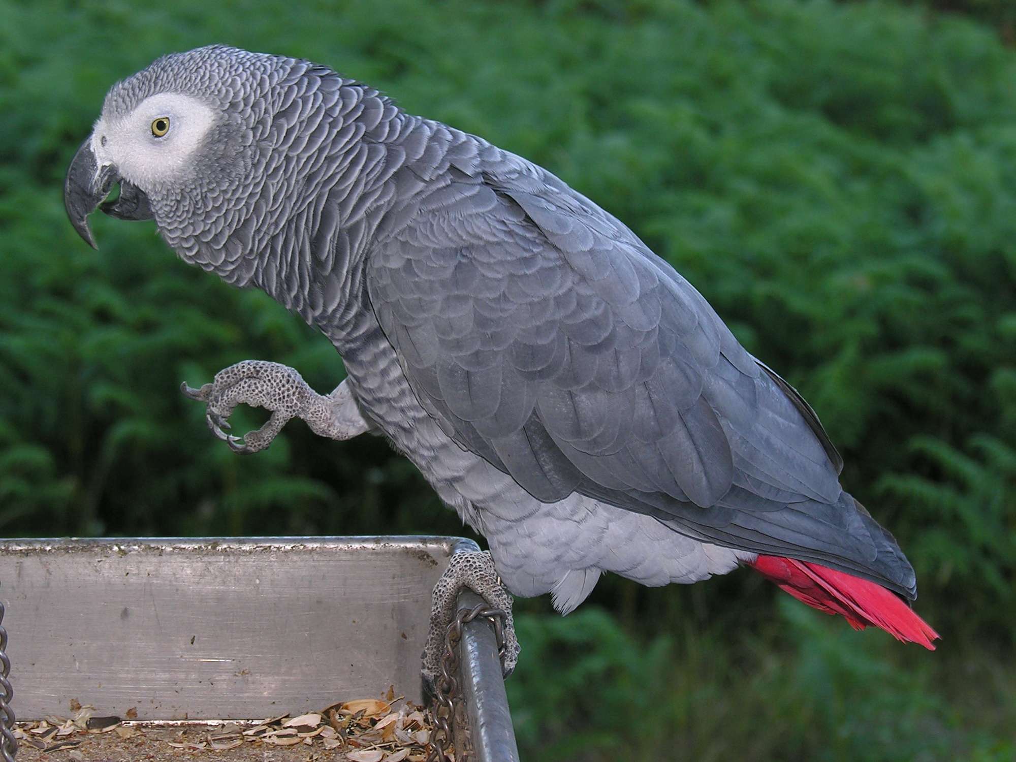 African Grey-Parrot