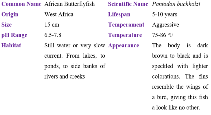 African butterflyfish table