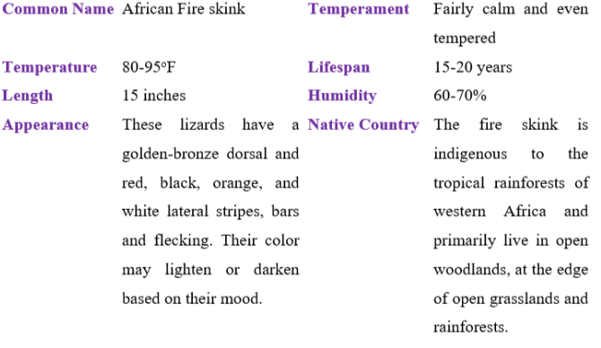African fire skink table