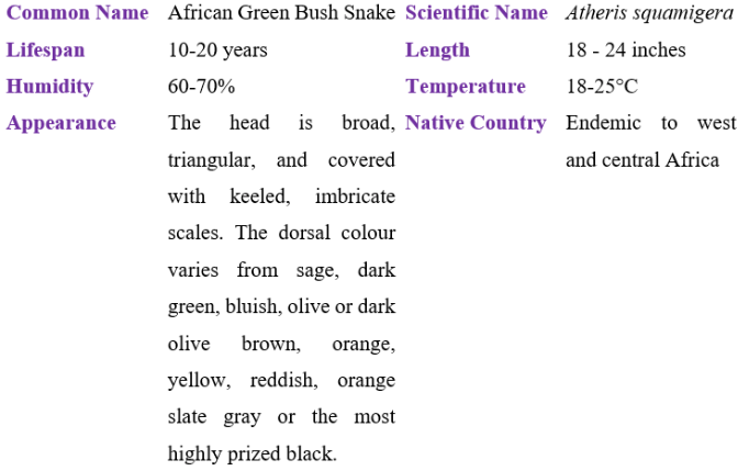 African green bush snake table