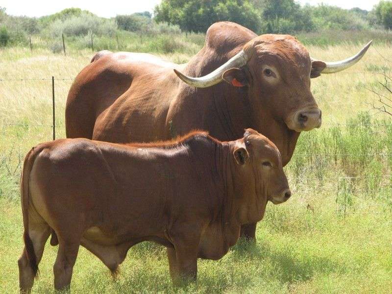 Africangus cattle