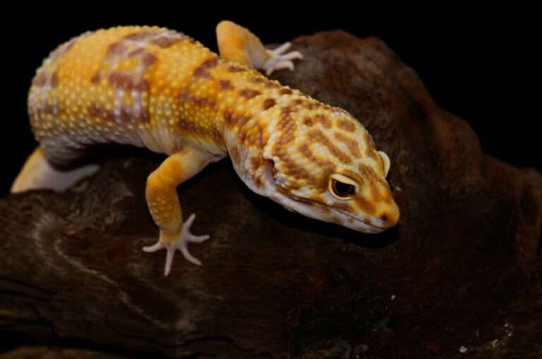 Albino-Leopard-Gecko-768x509