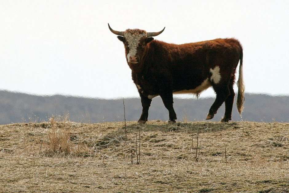 Aleutian Wild Cattle