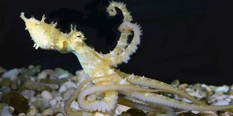 Algae Octopus.