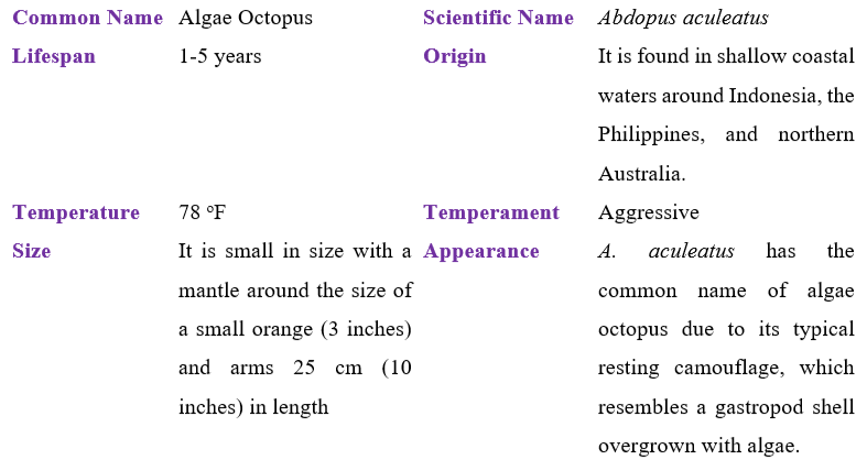 Algae Octopus table