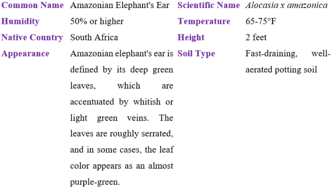 Amazonian elephant's ear table