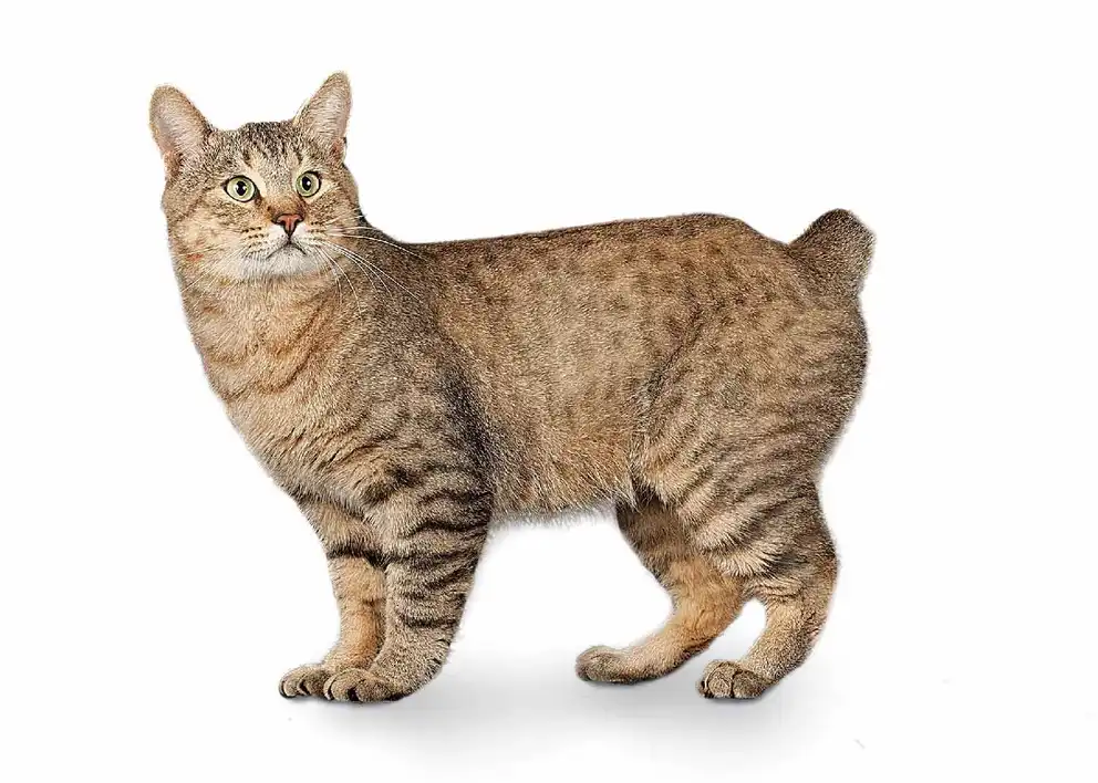 American-Bobtail-01