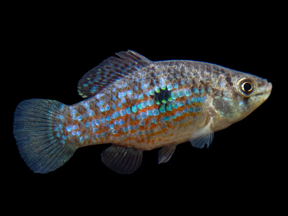 American-Flagfish_-5D-Small-6