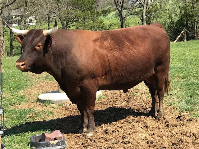 American Milking-Devon Cow