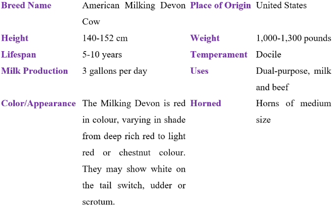 American Milking devon cow table
