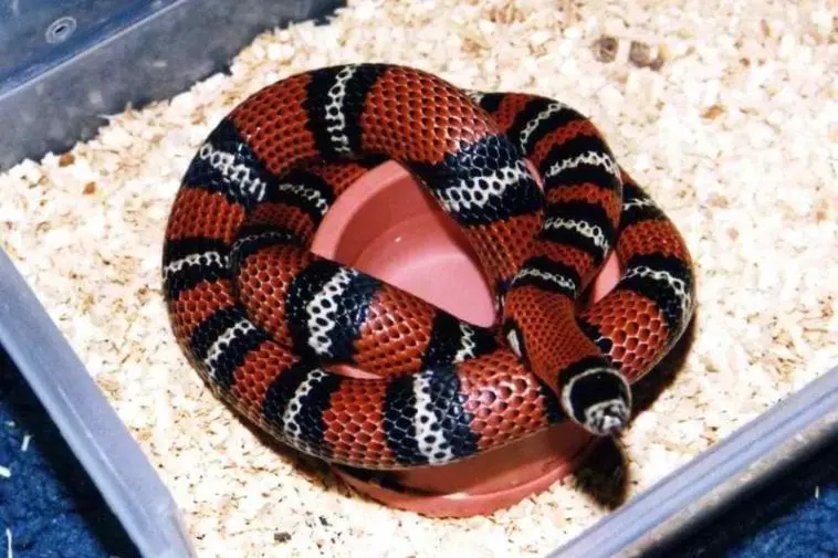 Andean-Milk-Snake