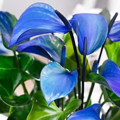 Anthurium blue