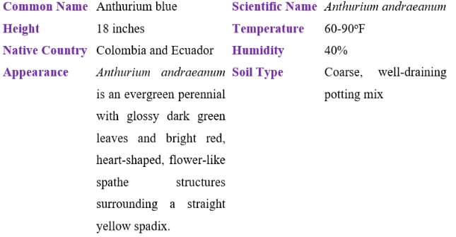 Anthurium blue table