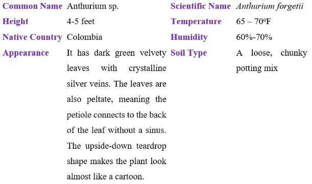 Anthurium forgetii table