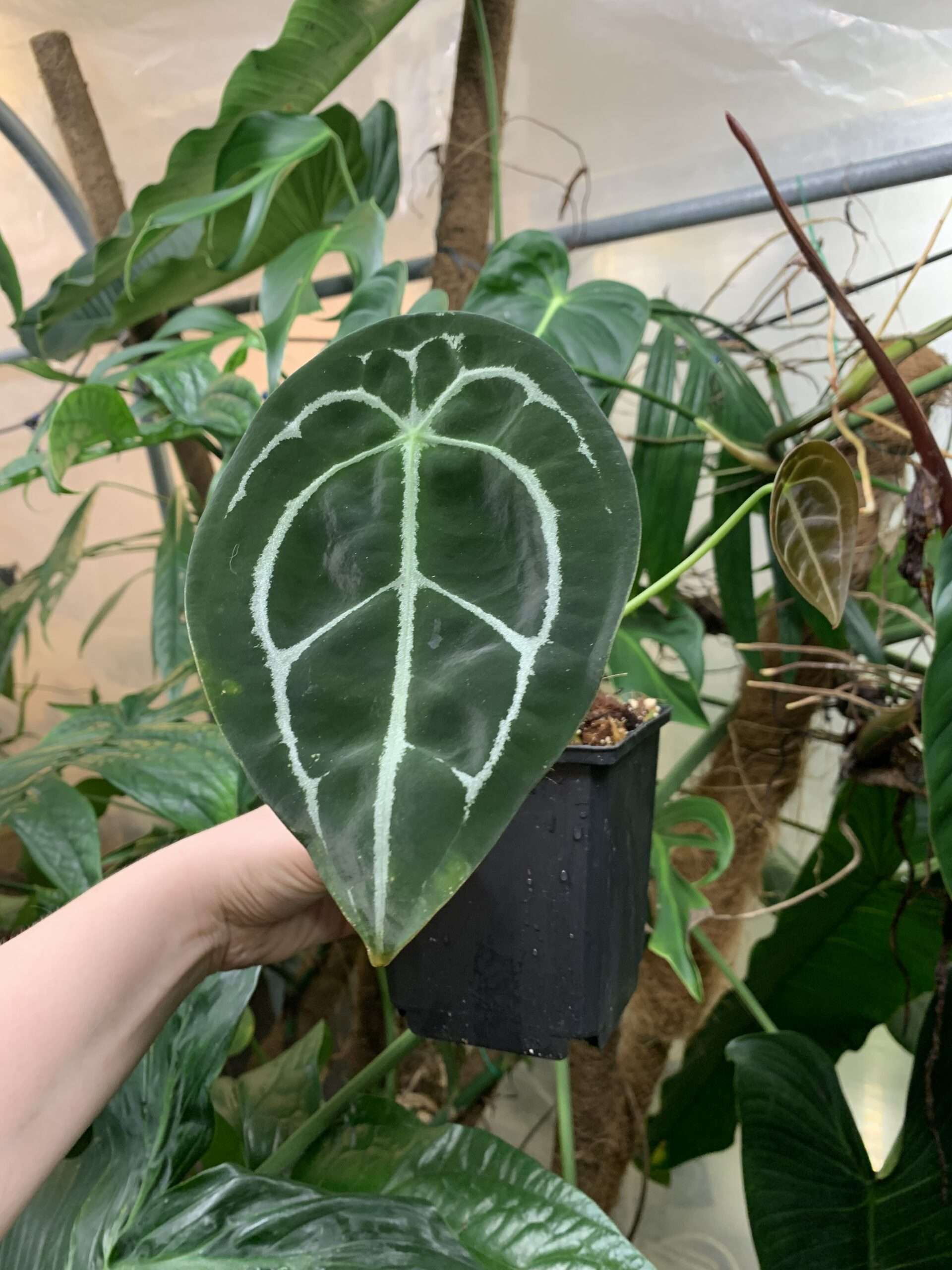 Anthurium forgetii