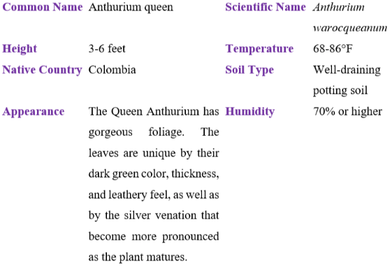 Anthurium queen table