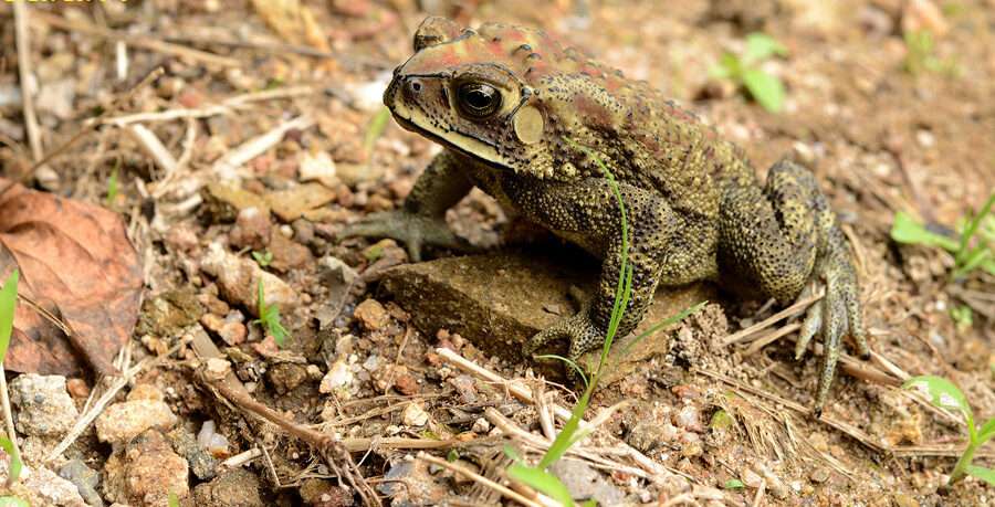 Asian Common Toad.
