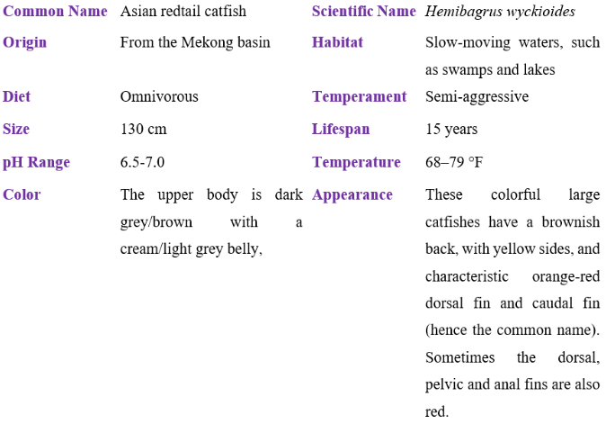 Asian redtail catfish table