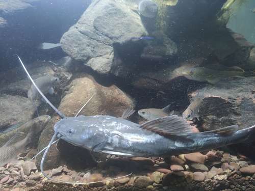 Asian redtail catfish