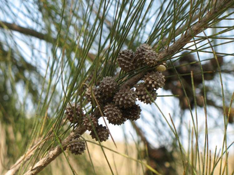 Australian Pine plant