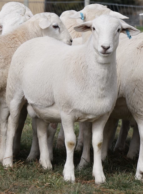 Australian Whites NZ sheep