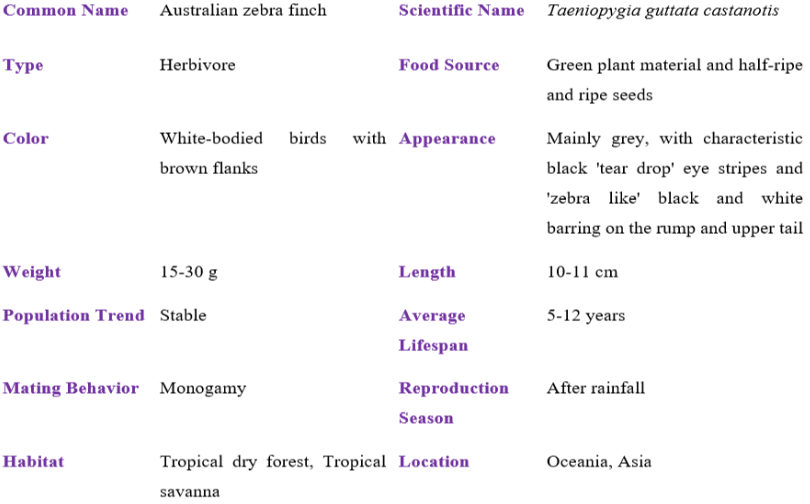 Australian Zebra Finch table