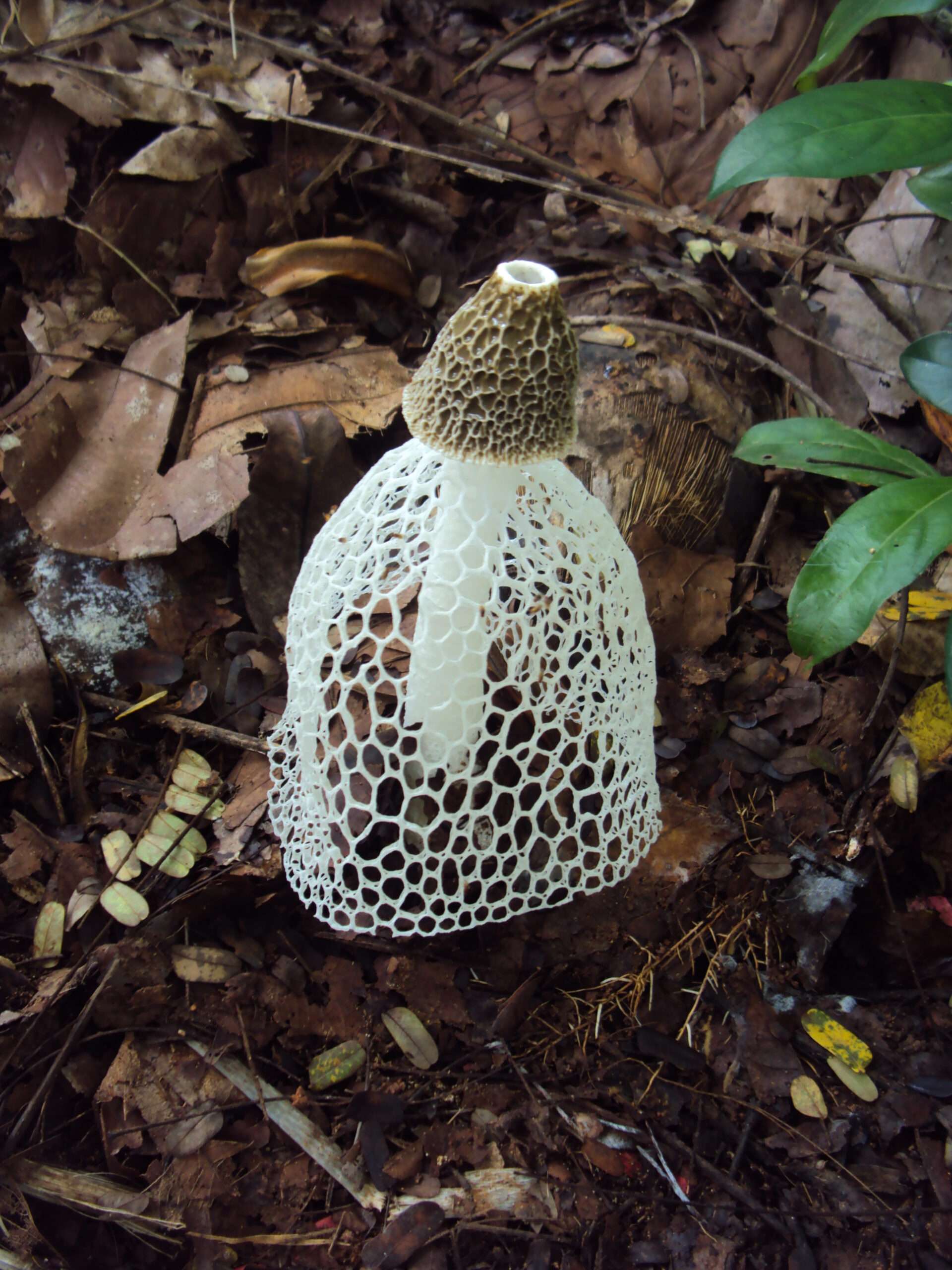 Bamboo Mushroom.