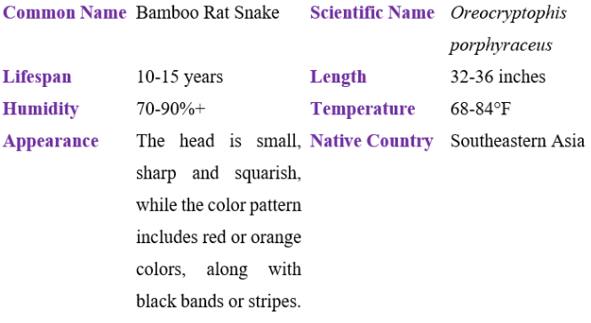 Bamboo rat snake table