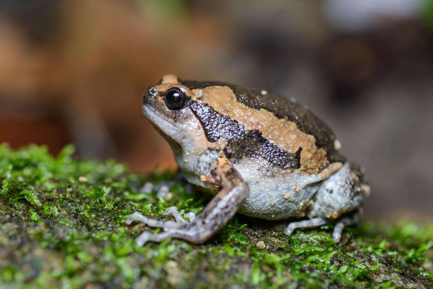 Banded Bullfrog Toad