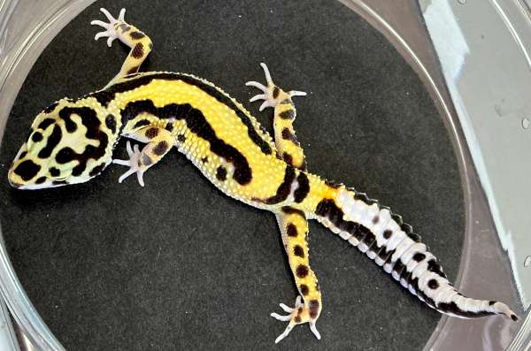 Bandit Leopard Gecko