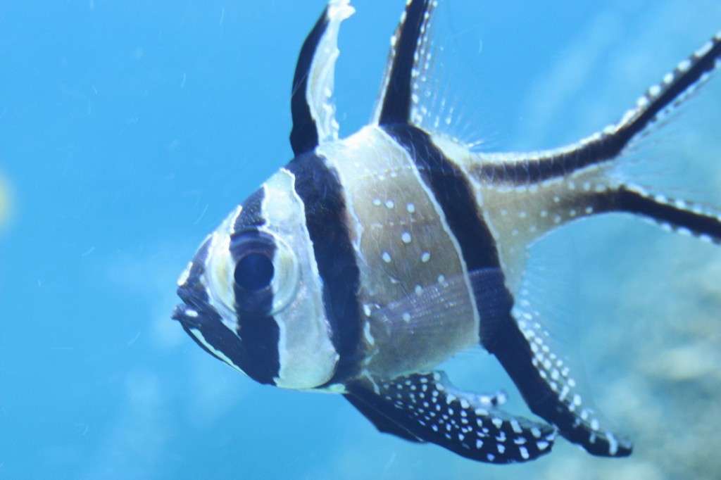 Banggai-Cardinalfish