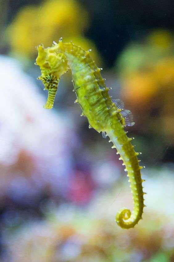 Barbour’s Seahorse.