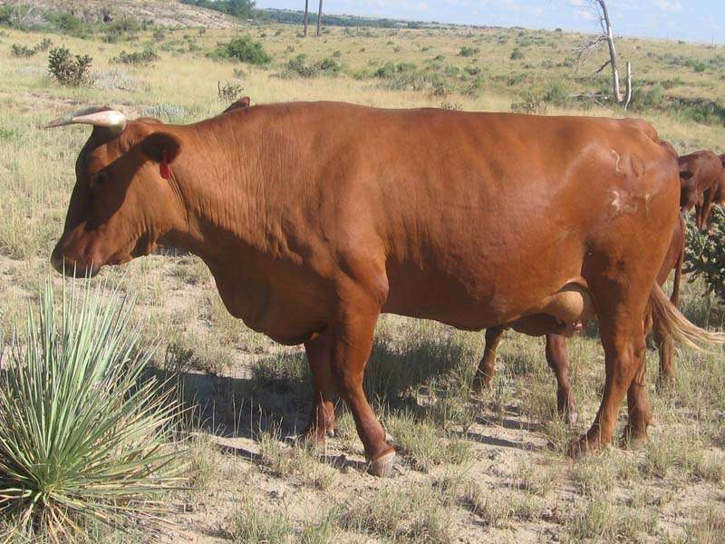 Barzona cattle